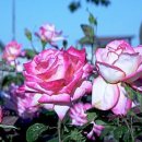 장미정원 이미지