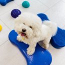 (주)반려동물털로덮인친구들 이미지