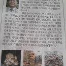 무궁화나무에 자리는 버섯 느타리 팽이 목이버섯사진 경상일보1월15일 14면 울산대 최석영교수 통도사주차장옆 50년생무궁화나무 10주 이미지