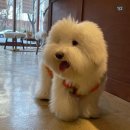 도그메종 이미지