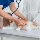 리본 동물병원 이미지