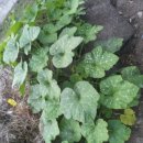 텃밭가꾸기 이미지