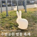 동성공원 | 충북혁신도시 윗맹골공원 벚꽃축제 개화 상황(26.4.) 수변공원 산책 후기