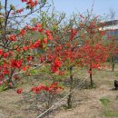 도날드농장 이미지