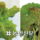 인지반점 이미지