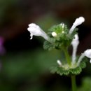 지구레코드 이미지