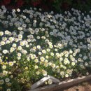 목향 한정식 이미지