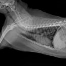 퍼피즌동물병원 이미지