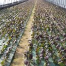 기운농장 이미지