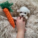 LOVING PET 이미지