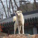 개판오분전 이미지