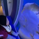 해양치유시티투어 | 6개월 아기랑 다녀온 시흥 해양생태과학관 금액 및 예약방법 🦦🫧