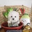 카페온니담