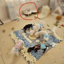 라움펫 | 대구 신암동 애견호텔링 :: 내돈내산/ 르라움에서 사랑 듬뿍 받은 호텔링 후기 2탄