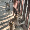발리(BALI) | [발리 여행] 몽키포레스트, 5번가고싶은 발리동물원 bali zoo 후기