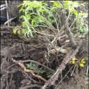 삼대제3농장 이미지