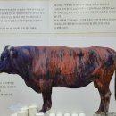 호랑축산