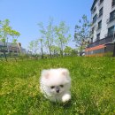 포미펫샵 | 평택강아지분양 내맘에평화!~