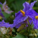 하늘 노래 소리 이미지