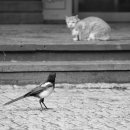 서울숲 dogs 이미지