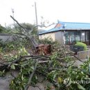 태풍 '링링' 강풍에 보령서 70대 할머니 등 3명 사상(종합) 이미지