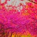 성률농장 | 김시습[ 金時習 ]의 시 - 산행즉사(山行卽事) 산길을 가다 짓다