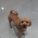 까끼애견미용 이미지