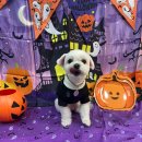 댕댕뷰티 이미지