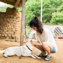포레스트 이미지