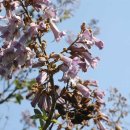 오동나무 이미지