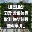 정상농원 | 내돈내산 고창 상하농원 딸기체험,광주근교 딸기체험 왔어요!