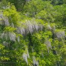 군도1호 이미지