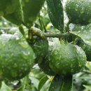 우영농장 이미지