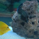 별난복어 이미지