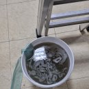 신지면-1 이미지