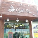 커피트리(COFFEE TREE) 이미지