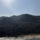 동강할미꽃마을 | 강원도 정선 동강할미꽃축제 후기와 자생지