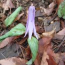 울주 대곡리 반구대 암각화 이미지