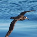 알바트로스 이미지