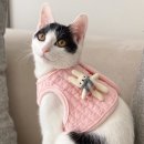 마이펫스토리 이미지