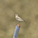 몽골의 새2 - lsabelline Wheatear(긴다리사막딱새) 이미지