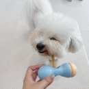 봄,푸드 | 강아지 노즈워크 장난감 페스룸 푸드클립 내돈내산