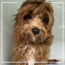 리라동물병원 이미지