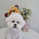 사랑해똥깡아지 이미지