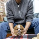 더 샵 동물메디컬센터 이미지