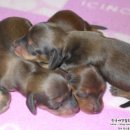 리코리아몰 이미지