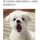모아치킨 이미지