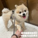 방주동물의료센터 | 둔촌동 방주동물의료센터 반려견 동물 건강검진 내돈내산 솔직후기