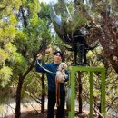 가시나무공원 | 태안 강아지산책하기 좋은 곳 청산수목원 애견동반 홍매화 축제 후기