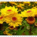 서울온수초등학교 이미지